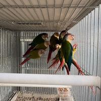 Pappagalli Pyrrhura molinae coppie e singoli