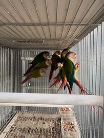 Pappagalli Pyrrhura molinae coppie e singoli