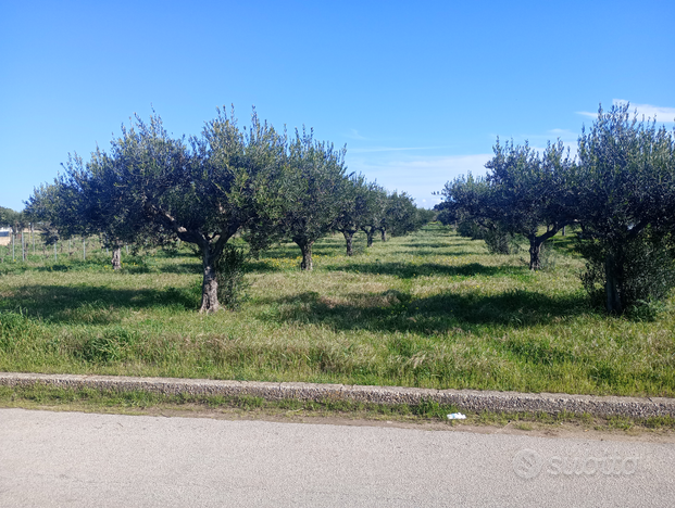 Terreno a uliveto salina grande Trapani