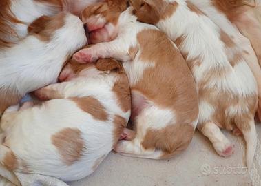 Cavalier king charles spaniel