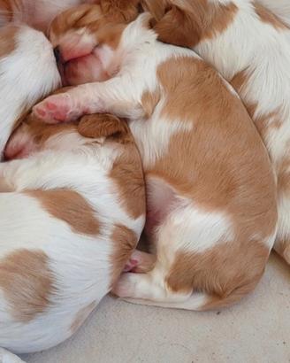Cavalier king charles spaniel