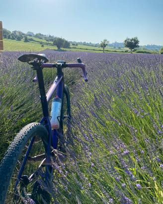 Gravel Bergamont grandurance 8