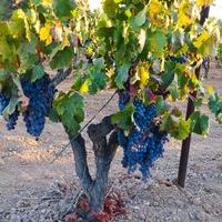 Vigna con uva da vino e da tavola 