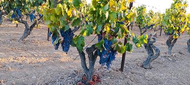 Vigna con uva da vino e da tavola 