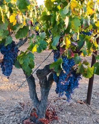Vigna con uva da vino e da tavola 