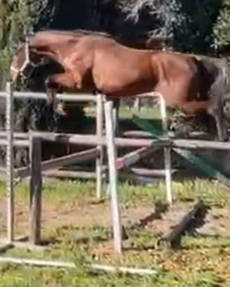 Puledri da Salto