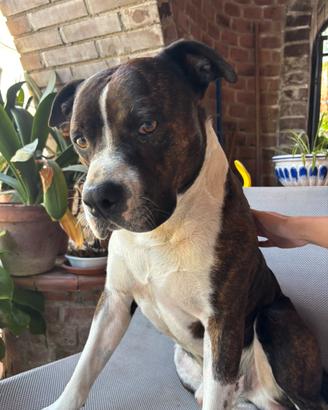 Amstaff per monta