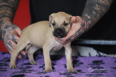 Cuccioli di Pit Bull con pedigree anche a rate