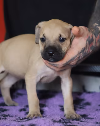 Cuccioli di Pit Bull con pedigree anche a rate
