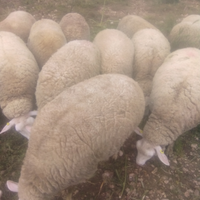 Pecore di razza berrichon