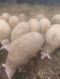 Pecore di razza berrichon