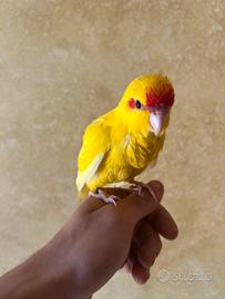 Kakariki giallo allevato a mano
