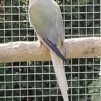 Parrocchetti dal collare