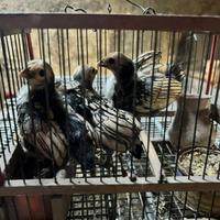 Galline Sebright