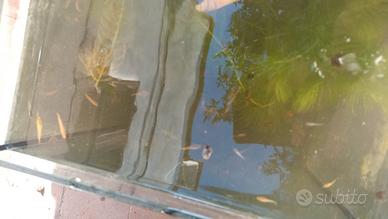 Medaka coppie e non solo