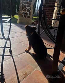 Cuccioli pastore tedesco. ( regalasi )
