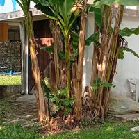 Piante di Banano a partire da 15€