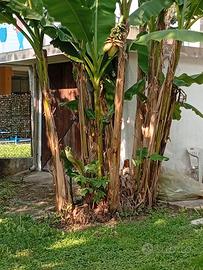 Piante di Banano a partire da 15€