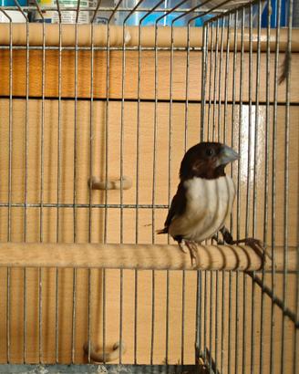 Cappuccino cinque colori (Lonchura quinticolor)