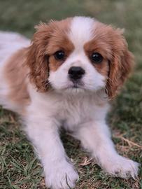 Cavalier king