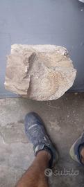 Fossile naturale di ammonite