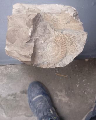 Fossile naturale di ammonite