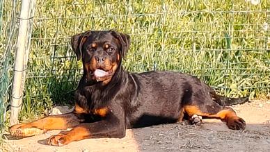 Femmine rottweiler pedigree ENCI