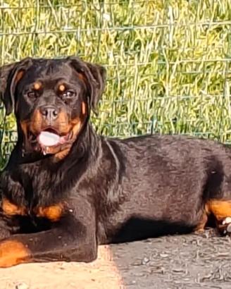 Femmine rottweiler pedigree ENCI