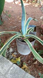 piante di Agave