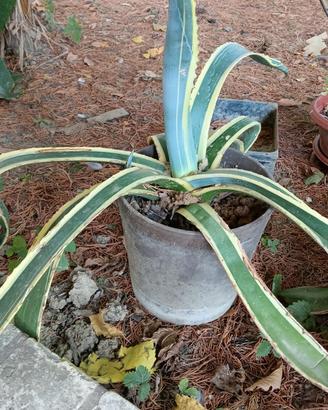 piante di Agave