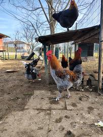Gallo marans
