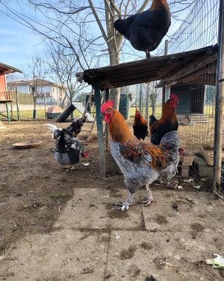 Gallo marans