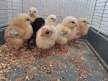 Pulcini Gallina 3 Settimane di Vita