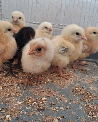 Pulcini Gallina 3 Settimane di Vita