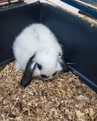Conigli nani ariete, cavieba pelo lungo e criceti 