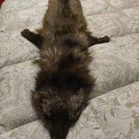 Collo in pelliccia di volpe