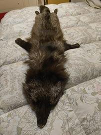 Collo in pelliccia di volpe