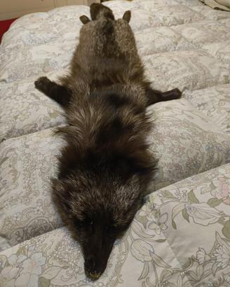 Collo in pelliccia di volpe