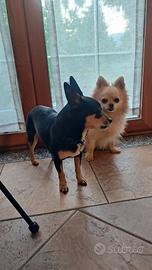 Pincher