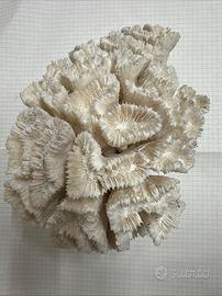 Corallo Cervello (cavolfiore) 23 Cm