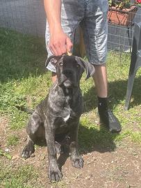 Cane corso