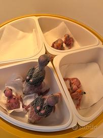 Pulli parrocchetto dal collare