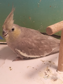 Calopsite femmina silver