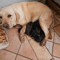Labrador