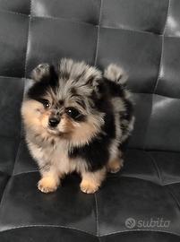 Spitz di Pomerania maschio UCU