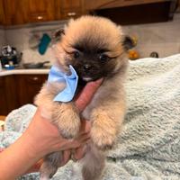 Cucciolo Spitz nano pomerania