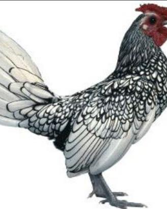 Sebright