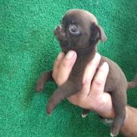Chihuahua toy
