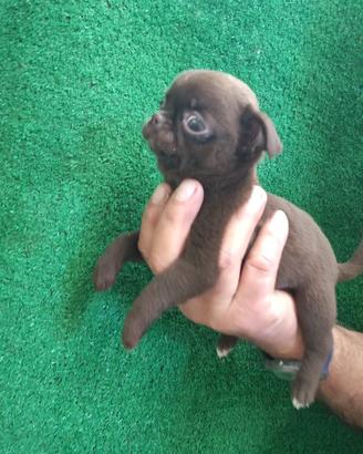 Chihuahua toy