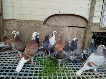 Colombi viaggiatori 2025